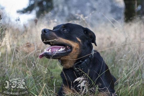 罗威纳犬患上精力疾病怎样办 精力疾病调节措施