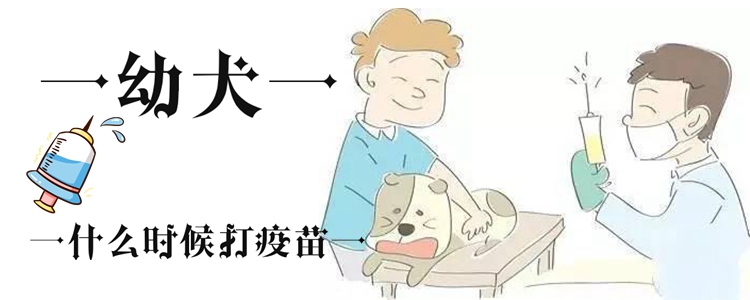 幼犬什么时间挨疫苗