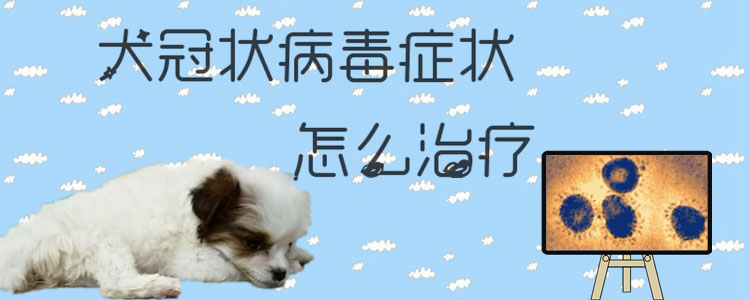 犬冠状病毒症候怎样调节1