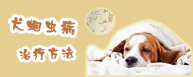 犬蛔虫病调节方式