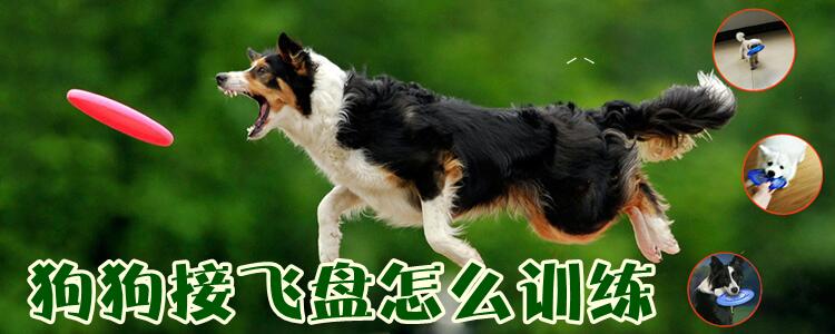 狗交飞盘怎样练习