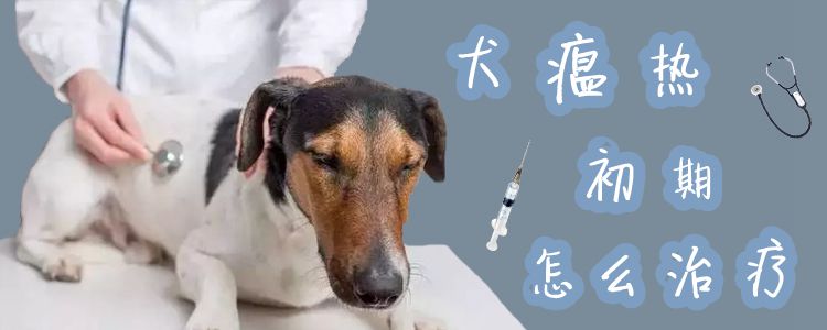 犬瘟热初期怎样调节1