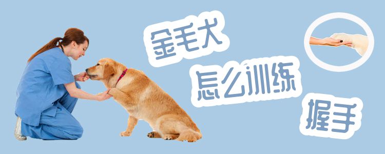 金毛犬怎么训练握手(图1)