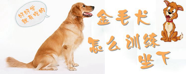 金毛犬怎样熟习坐下