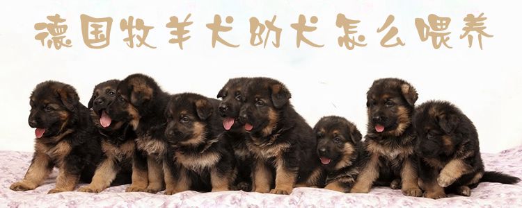 ​德国牧羊犬幼犬怎样豢养