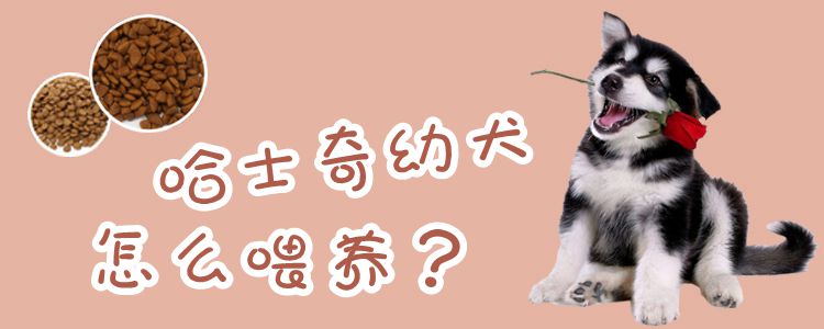 哈士奇幼犬怎样养