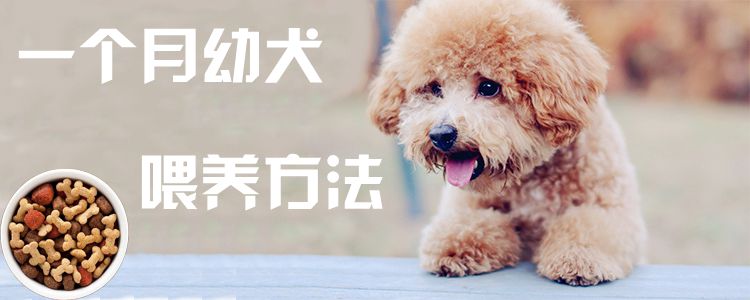 一个月幼犬豢养方式