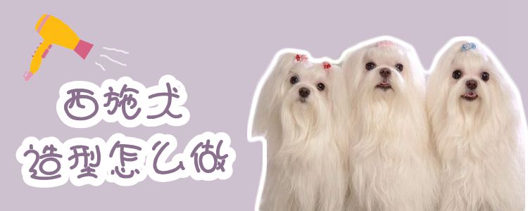 西施犬造型怎样干