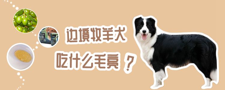 边疆牧羊犬吃什么毛亮