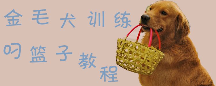 金毛犬练习叼竹篮教程1