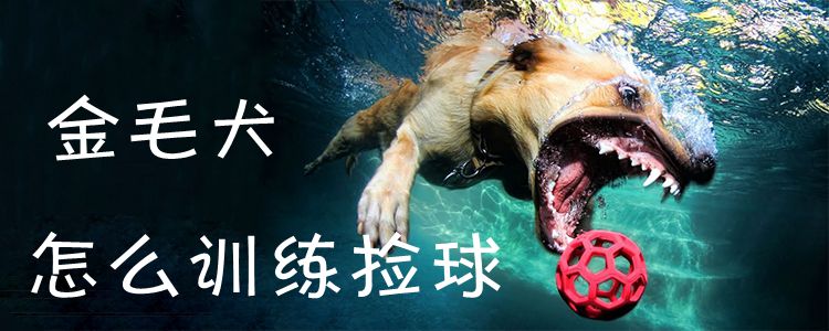 金毛犬怎样练习拣球1