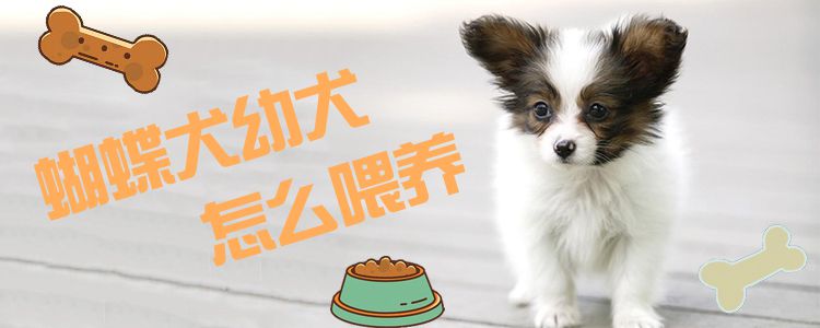 蝴蝶犬幼犬怎样豢养