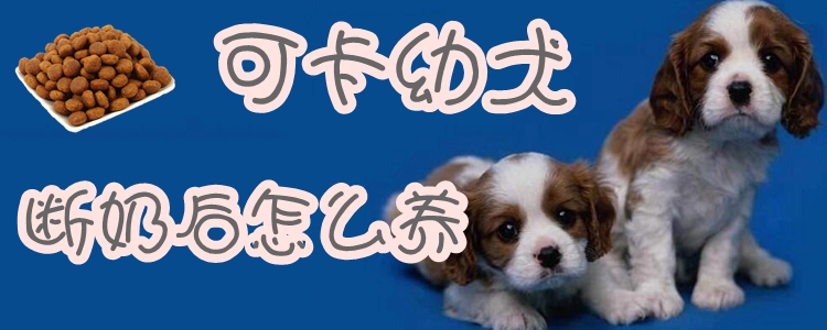 可卡幼犬断奶后怎样养