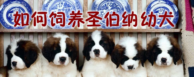 怎么样豢养圣伯纳幼犬