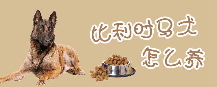 比利时马犬怎样养