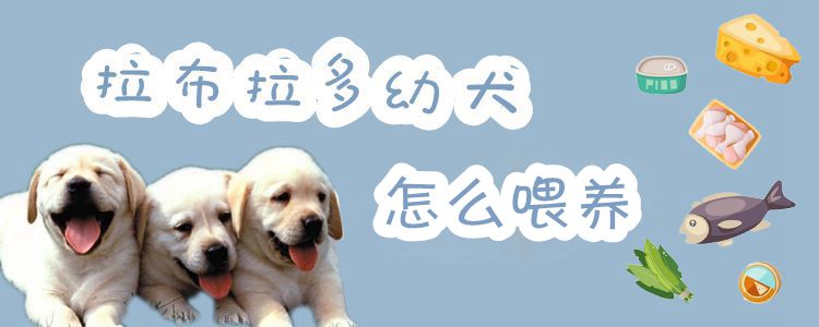 拉布拉多幼犬怎样豢养