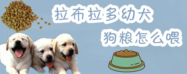 拉布拉多幼犬狗粮怎样喂