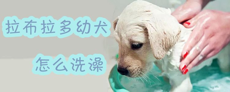 拉布拉多幼犬怎样沐浴