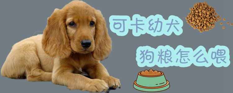 可卡幼犬狗粮怎样喂