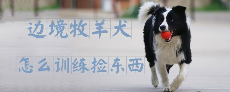 边疆牧羊犬怎样熟习拣物品