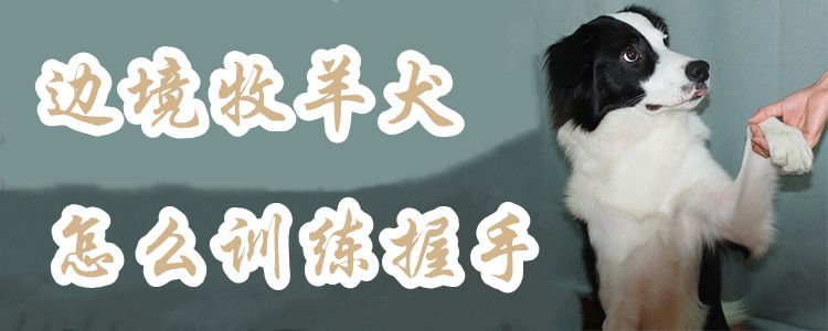 边疆牧羊犬怎样练习握手1