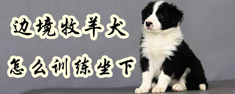 边疆牧羊犬怎样熟习坐下1