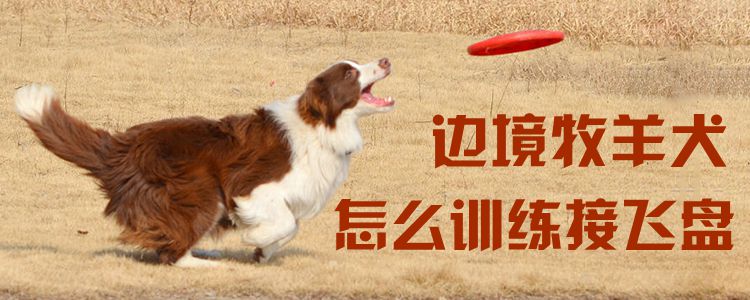 边疆牧羊犬怎样练习交飞盘