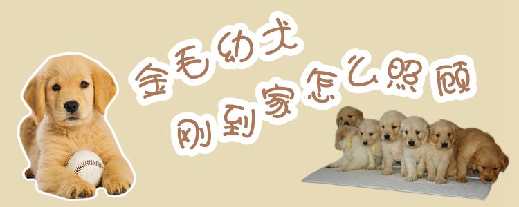 金毛幼犬刚刚抵家怎样照料