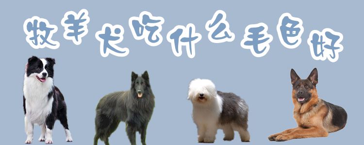 牧羊犬吃什么毛色佳