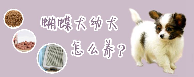 蝴蝶犬幼犬怎样养