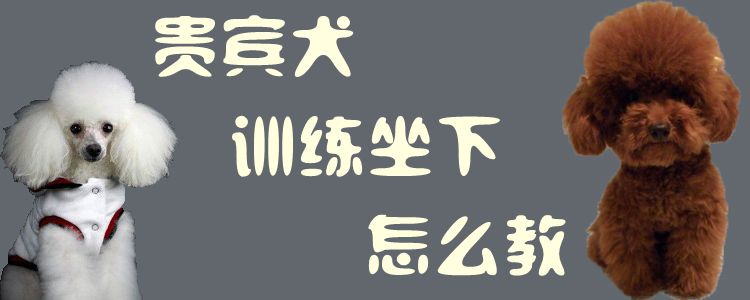 客人犬熟习坐下怎样教