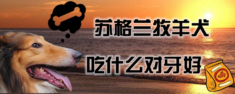 苏格兰牧羊犬吃什么对于牙佳