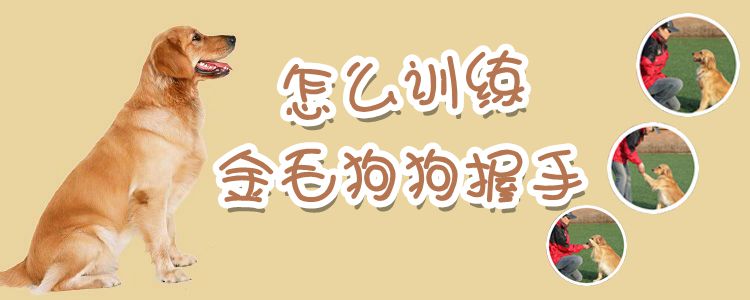 怎样练习金毛狗狗握手