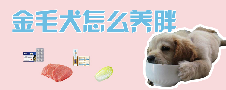 金毛犬怎样养肥