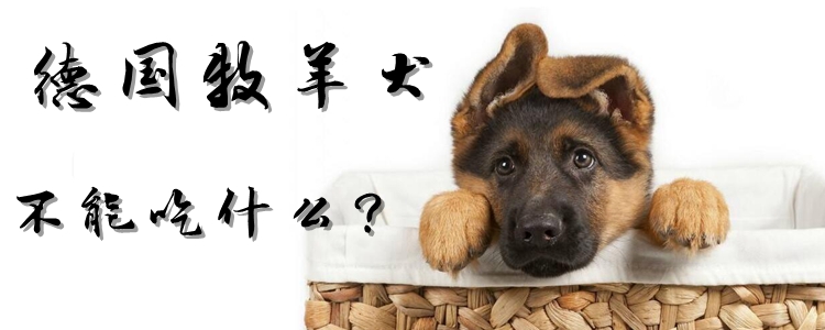 德国牧羊犬没有能吃什么