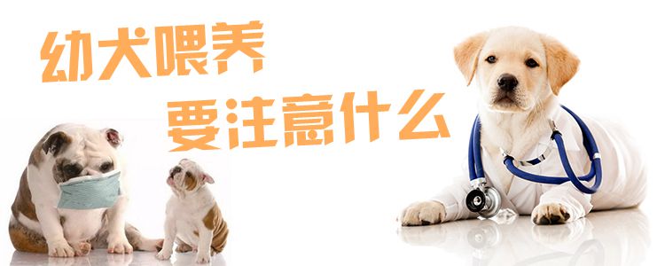 幼犬豢养要注沉什么