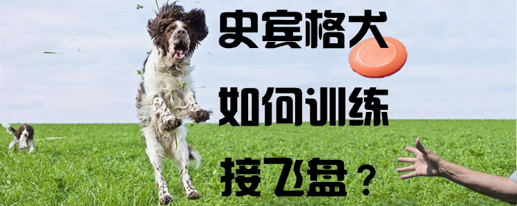 史宾格犬怎么样练习接飞盘