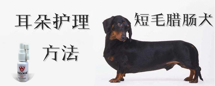 短毛香肠犬耳朵看护方式