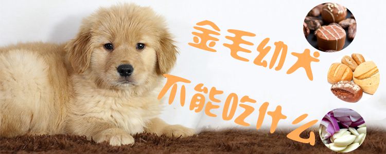 金毛幼犬没有能吃什么1