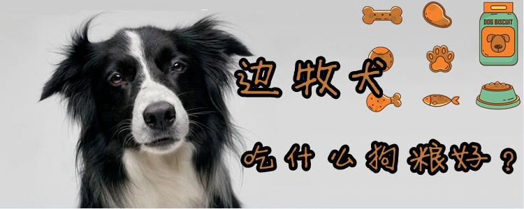 边牧犬吃什么狗粮佳