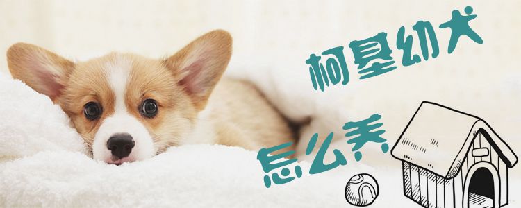 柯基幼犬怎样养1