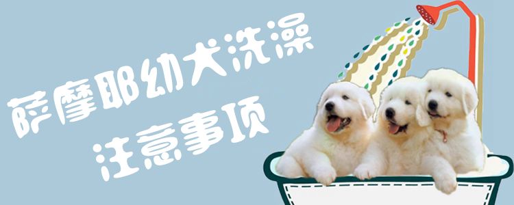 萨摩耶幼犬沐浴方式1