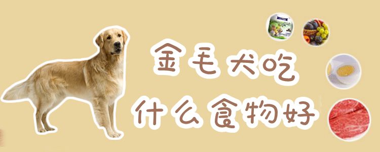 金毛犬吃什么食物佳