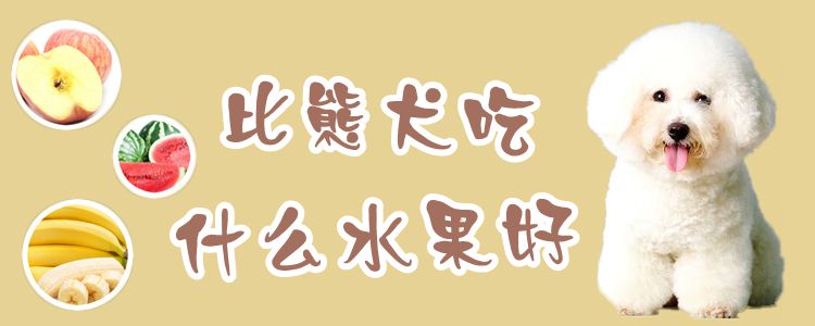 比熊犬吃什么生果佳