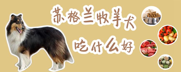 苏格兰牧羊犬吃什么佳