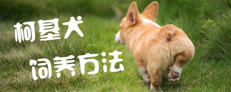 柯基犬豢养方式1