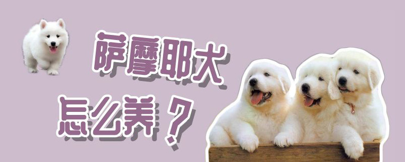 萨摩耶犬怎样养