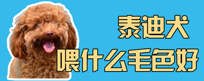 泰迪犬喂什么毛色佳