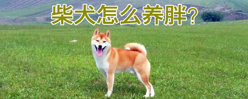 柴犬怎样养肥