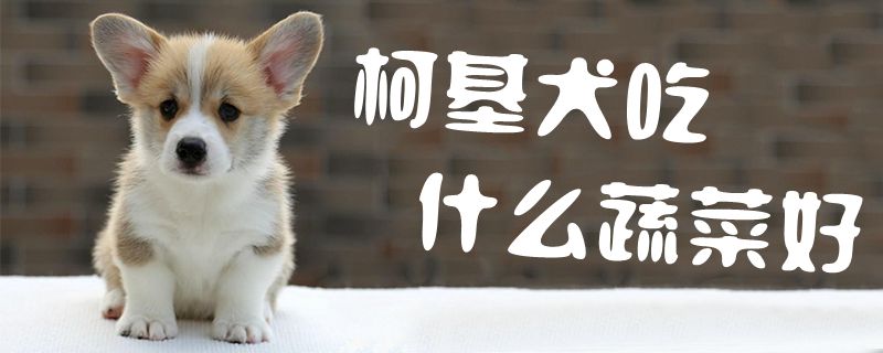 柯基犬吃什么蔬菜佳1